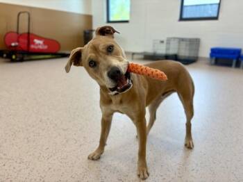 Oskar -  Pit Bull Terrier Dog for Adoption in Portland, Oregon - Oskar | PetCurious