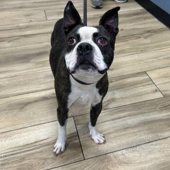Yoko -  Boston Terrier and Mixed Breed Dog for Adoption in Newark, New Jersey - Yoko | PetCurious
