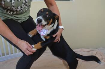 Millie -  Basset Hound and Cardigan Welsh Corgi Dog for Adoption in Mckinney, Texas - Millie | PetCurious