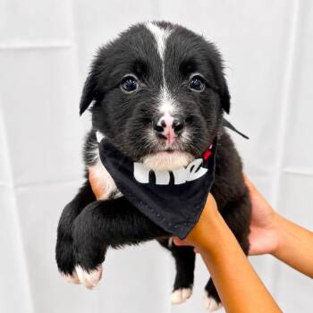 Taurus -  Mixed Breed Dog for Adoption in Tampa, Florida - Taurus | PetCurious
