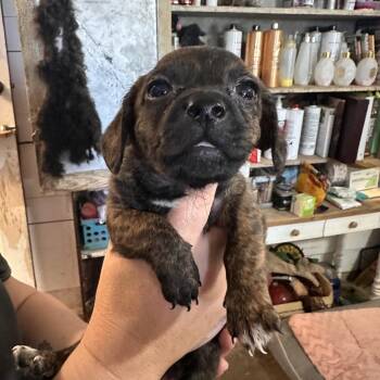 Sancho -  Dachshund and Mixed Breed Dog for Adoption in Temple, Texas - Sancho | PetCurious