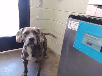 Pit Bull Terrier Dogs Available for Adoption - OZZIE | PetCurious