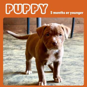 Mixed Breed Dogs Available for Adoption in Gainesville, Florida - Zamboni | PetCurious