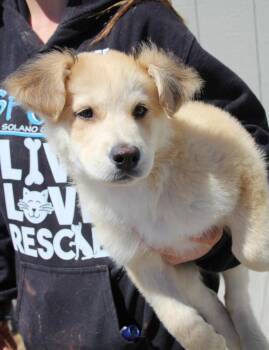 Shepherd and Mixed Breed Dogs Available for Adoption in Vacaville, California - Hennessy | PetCurious