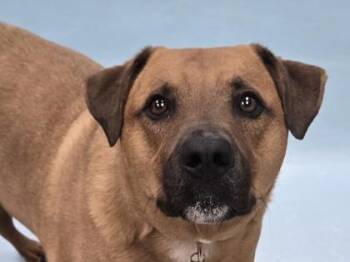 Charlie -  Labrador Retriever and Mixed Breed Dog for Adoption in Minneapolis, Minnesota - Charlie | PetCurious