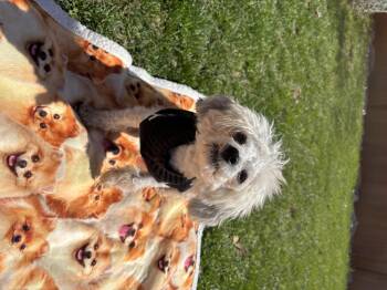 Simone -  Havanese Dog for Adoption in Semmes, Alabama - Simone | PetCurious