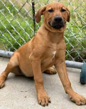 Relish -  German Shepherd Dog and Golden Retriever Dog for Adoption in Louisville, Illinois - Relish | PetCurious
