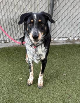 Patrick -  Border Collie Dog for Adoption in Salt Lake City, Utah - Patrick | PetCurious