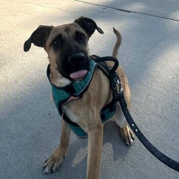 Rescue Labrador Retriever Dogs for Adoption in Columbia, South Carolina - Dorian | PetCurious