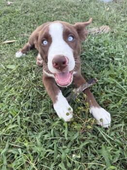 Rescue Husky and Hound Dogs for Adoption in Mount Holly, New Jersey - Clemintine | PetCurious