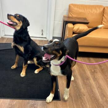 Nova -  Australian Shepherd and Labrador Retriever Dog Available for Adoption in Morganfield, Kentucky - Nova | PetCurious