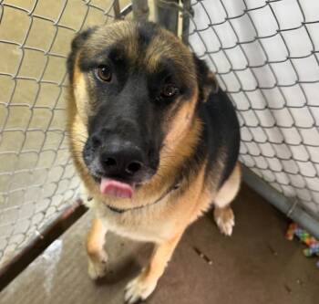 Annie -  German Shepherd Dog Dog for Adoption in Lagrange, Indiana - Annie | PetCurious
