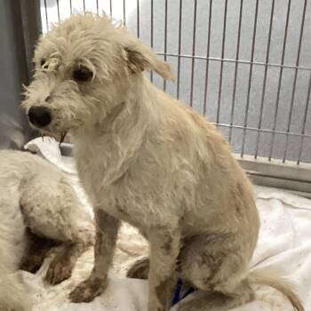 Dime -  Wirehaired Terrier Dog for Adoption in Montgomery, Alabama - Dime | PetCurious