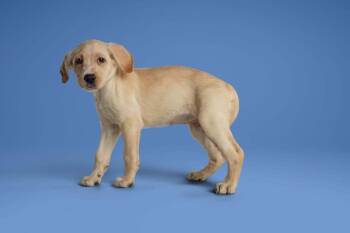 Kitty -  Labrador Retriever Dog for Adoption in Wolcott, Connecticut - Kitty | PetCurious
