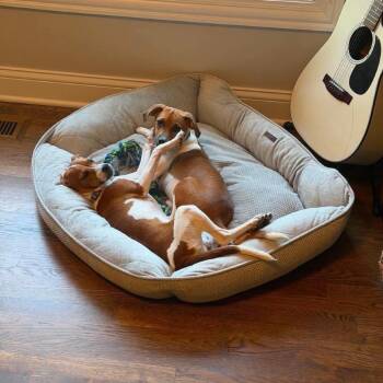 Boomer -  Beagle and Mixed Breed Dog for Adoption in Campton Hills, Illinois - Boomer | PetCurious
