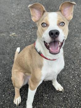 Ky -  Basenji Dog for Adoption in Anderson, Indiana - Ky | PetCurious