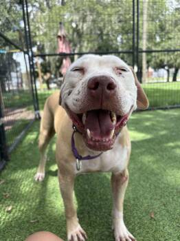 Devon -  Catahoula Leopard Dog and Terrier Dog for Adoption in Lakeland, Florida - Devon | PetCurious