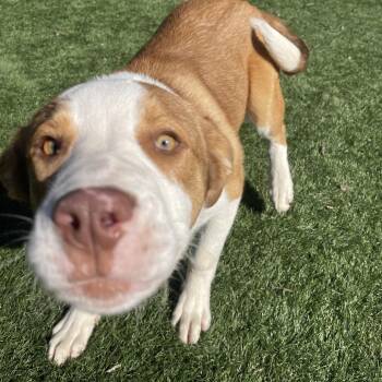 Mixed Breed Dogs Available for Adoption in Saint Charles, Missouri - Ronnie | PetCurious