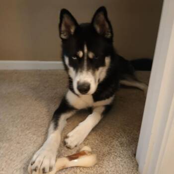 Harrington -  Husky and Mixed Breed Dog for Adoption in Overland Park, Kansas - Harrington | PetCurious
