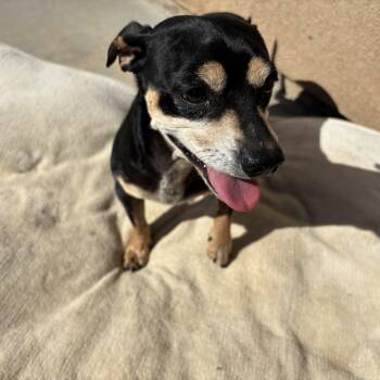 Rescue Chiweenie Dogs for Adoption in Tustin, California - Buddy - Available For Adoption | PetCurious