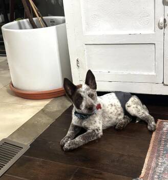 German Shepherd Dog Dogs Available for Adoption in Gretna, Nebraska - Jack | PetCurious