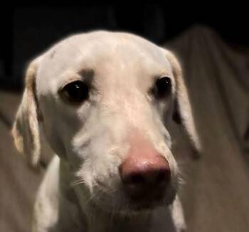 Autumn -  Dachshund Dog for Adoption in Savannah, Georgia - Autumn | PetCurious