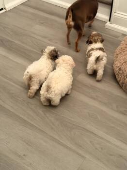 Poodle Dogs Available for Adoption in Willingboro, New Jersey - Benny | PetCurious