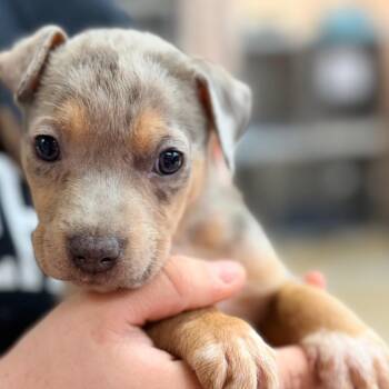 Catahoula Leopard Dog and Mixed Breed Dogs Available for Adoption in Columbus, Georgia - McFlurry | PetCurious
