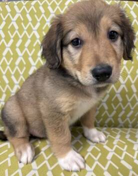 Hollis -  Great Pyrenees and Mixed Breed Dog for Adoption in Lawrenceville, Georgia - Hollis | PetCurious