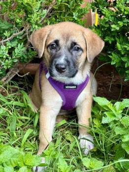 Rescue Anatolian Shepherd and Boxer Dogs for Adoption in Shawnee, Oklahoma - Mia | PetCurious