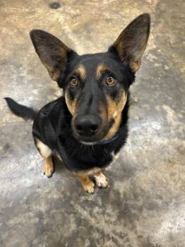 German Shepherd Dog and Mixed Breed Dogs Available for Adoption in Osage Beach, Missouri - Blue | PetCurious