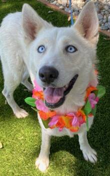 Astrid -  Husky Dog for Adoption in Colusa, California - Astrid | PetCurious