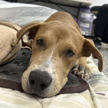 Dew -  Black Mouth Cur and Mixed Breed Dog for Adoption in Gainesville, Florida - Dew | PetCurious