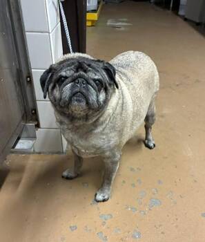 JASMINE -  Pug Dog for Adoption in Chula Vista, California - JASMINE | PetCurious