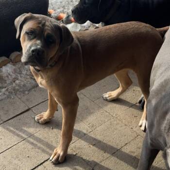 Cane Corso Dogs Available for Adoption in Manchester, Pennsylvania - Shenzi | PetCurious
