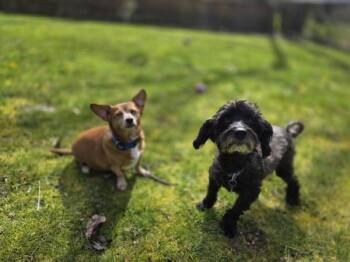 Havanese and Poodle Dogs Available for Adoption in Maple Ridge, British Columbia - Linus *bonded To Chester* | PetCurious