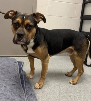 EXPO -  Pit Bull Terrier and English Bulldog Dog for Adoption in Indianapolis, Indiana - EXPO | PetCurious