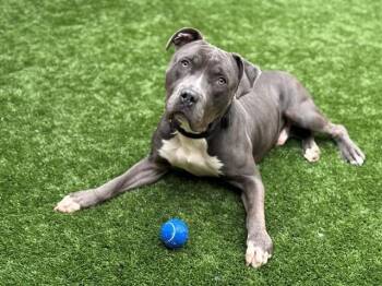 Rescue Pit Bull Terrier Dogs for Adoption in San Marcos, California - URGENT! SAVE ME PLEASE! Albie #A546693 | PetCurious