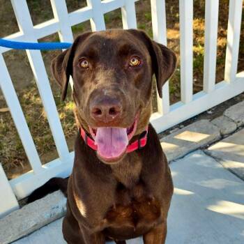 Goose -  Chocolate Labrador Retriever Dog for Adoption in Newport Beach, California - Goose | PetCurious
