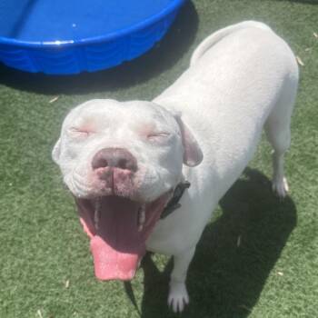 Goose -  Pit Bull Terrier Dog for Adoption in Abilene, Texas - Goose | PetCurious