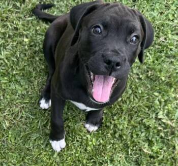 Georgie -  Black Labrador Retriever and Bulldog Dog for Adoption in Baker, Louisiana - Georgie | PetCurious