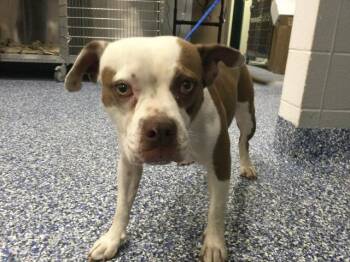 CUPCAKE -  Pit Bull Terrier Dog for Adoption in Thousand Palms, California - CUPCAKE | PetCurious