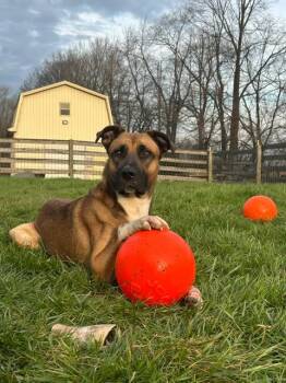 Rescue German Shepherd Dog and Boxer Dogs for Adoption in Greenwood, Indiana - Aggie | PetCurious