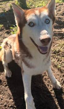 LeRoy -  Siberian Husky Dog for Adoption in Jackson, Louisiana - LeRoy | PetCurious