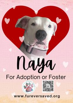Dogo Argentino Dogs Available for Adoption - Naya | PetCurious