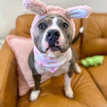 Staffordshire Bull Terrier and American Staffordshire Terrier Dogs Available for Adoption in Friendswood, Texas - Holly The Best Family Dog | PetCurious