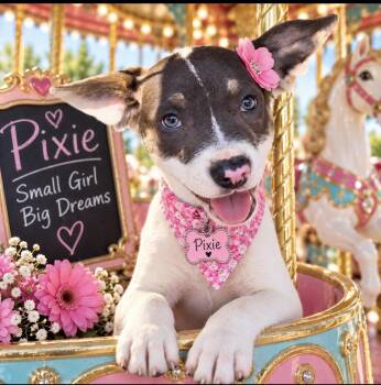Pixie -  Terrier Dog for Adoption in Cumming, Georgia - Pixie | PetCurious