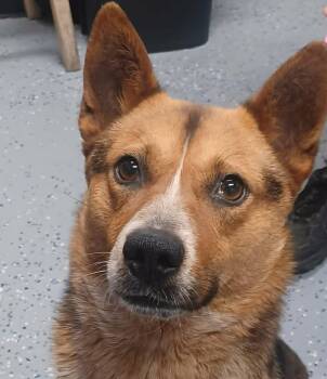 Corgi and Australian Cattle Dog Blue Heeler Dogs Available for Adoption in Newport, Tennessee - Dr Devious | PetCurious