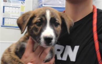 GLITTER -  Pit Bull Terrier and Mixed Breed Dog for Adoption in Albuquerque, New Mexico - GLITTER | PetCurious