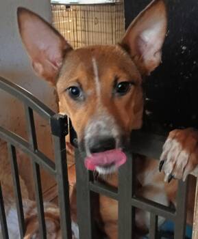 Toffee -  Cattle Dog Dog for Adoption in San Juan Bautista, California - Toffee | PetCurious